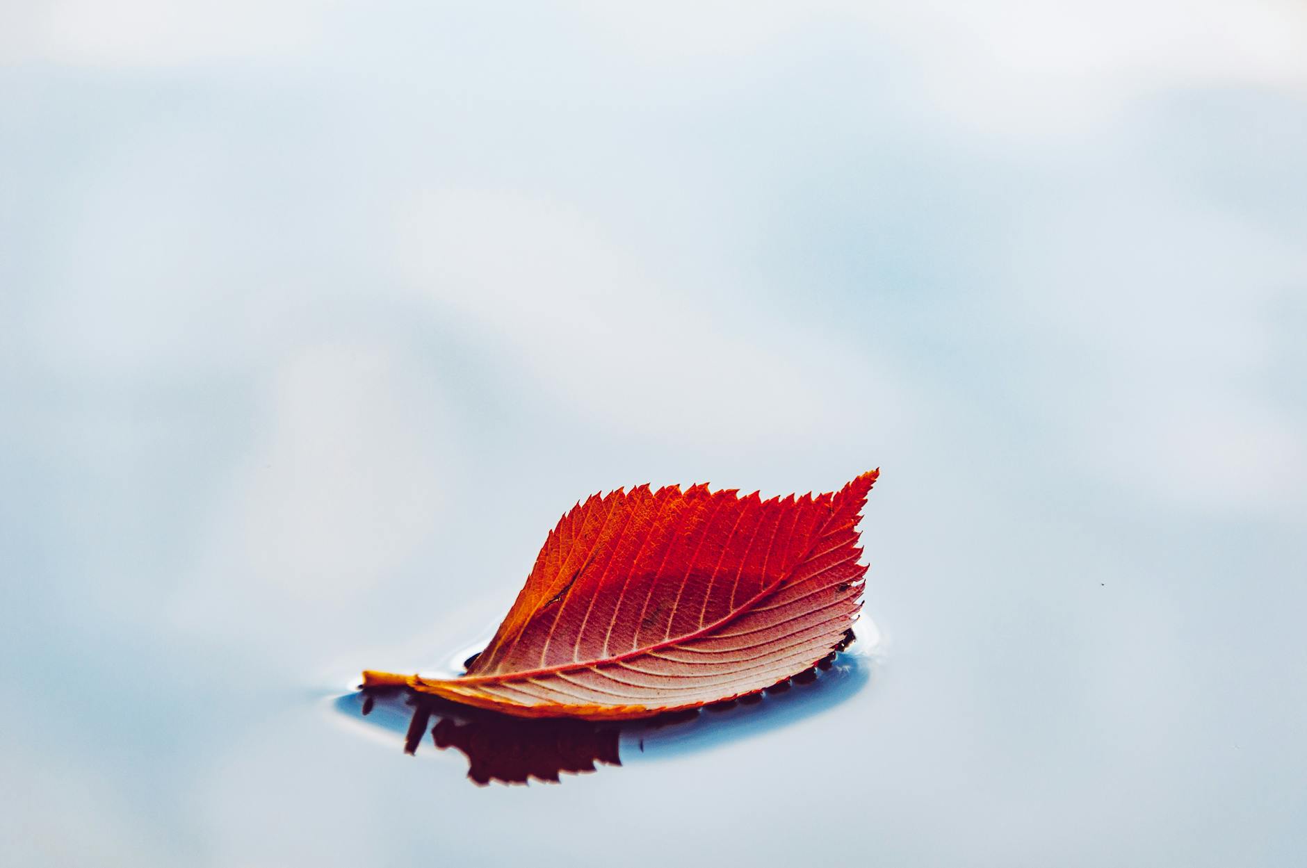 serene autumn leaf floating on still water depicting stillness